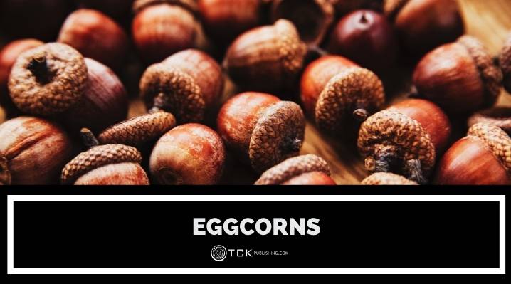 Eggcorns博客文章圖片